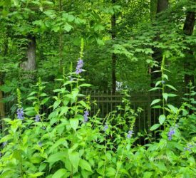 wesselman native entry garden